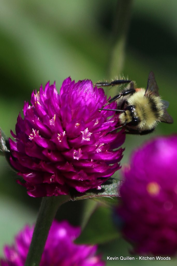 Bee on Purple Globe Amaranth Flowers - 2